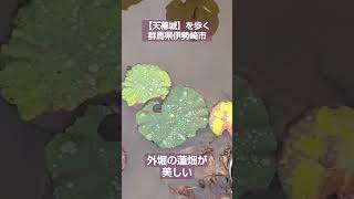 【天幕城】を歩く・群馬県伊勢崎市・外堀の蓮畑が美しい