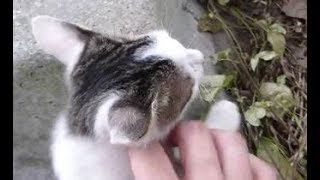 初対面の野良子猫を執拗に撫でまくった結果www