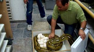 Part 1: The Introduction. Tiger Double Het Albino Titanium Reticulated Python and her eggs.