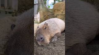 寝顔がかわいいカピバラ #カピバラ #capybara #かわいい動物