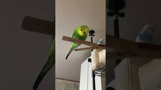 頭上に鳥が居る生活#BudgieLove #CuteBirds #ParakeetLife