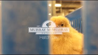 Hatch Day at McMurray Hatchery