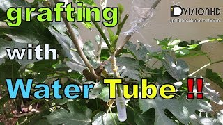 Grafting-Approach grafting with water tube