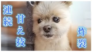 元保護犬とは思えない、甘え方を身に付けたボビン！【保護犬、犬種・年齢不詳】