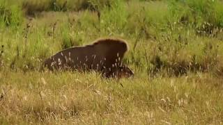 タンザニア　セレンゲティ国立公園 -ライオンの交尾‐/Tanzania, Serengeti Safari Tour