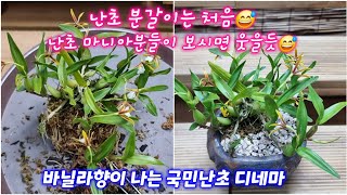 24.1.31 바닐라향이 나는 국민난초 디네마🌸 난초 분갈이는 처음😅 디네마 키우기🌸 스피드다육 010-5248-5955