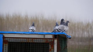 Racing pigeons, today the pigeons flew for 30 minutes