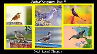 birds of sevagram - Part II | lockdown birding | lockdown bird photography