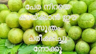 GUAVA ORGANIC | ഇല കാണാത്ത വിധം പേരയ്ക്ക ഉണ്ടാകാൻ | #organic #agriculture #remasterracegarden |