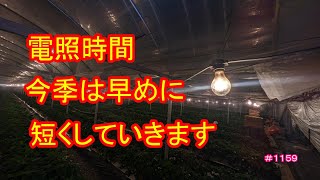 電照時間今季は短くしていきます　いちご農家の日々のお仕事　＃１１５９