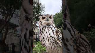 ホワイトベンガルワシミミズク🦉ラテ🦉