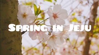 Spring time in Jeju 2020 | 제주도 봄의 기억