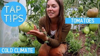 TAP TIPS: TOMATOES - COLD CLIMATE/SHORT SEASON