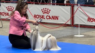 🌸SHIH-TZU JKC SAKURA Annual Show🌸