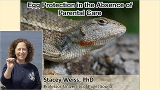 Dr. Stacey Weiss - Sceloporus Lizard Micro-biome and Egg Protection