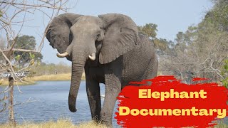Elephant: A Marvel of Nature