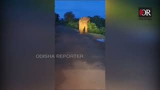 ହାତୀ ପିଠିରେ ନିଆଁ ହୁଳା ମାଡ଼ ! | Odisha Reporter