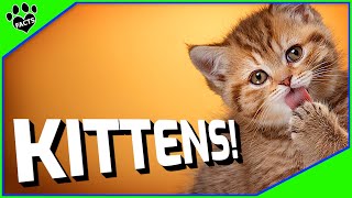 Top 10 Fun Facts About Kittens You Didn't Know - Cats 101
