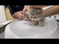 第一支疫苗 吃驱虫药 the kitten gets its first vaccine and takes deworming medicine meow cat kitten 🐱🐱🐱