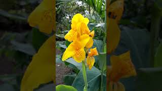 #naturelovers #plantas #nature, está planta  le dicen bandera en El Salvador 🇸🇻 ♥️