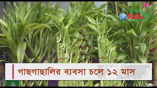 গাছগাছালির ব্যবসা চলে ১২ মাস #news