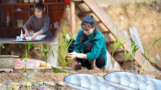 Planting Trees, Making Floating Rice Cake for Lunar New Year Festival, Mountain Life