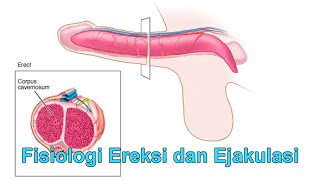 Fisiologi Sistem Reproduksi Pria : Ereksi, Ejakulasi, Disfungsi Ereksi