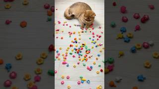 Flowers 🌸 Funny Cat Reverse Video  #relievestress #satisfying #asmr #reversevideos #catvideos