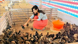 120-Day Chicken Farming Guide: Disease Prevention, Treatment \u0026 Fattening Tips