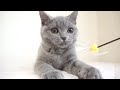 ブリティッシュショートヘアー子猫　british shorthair　2024.10.1産まれ　ブルータビー　女の子　シーダキャット猫のお店