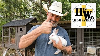 Cuteness Overload!!! | Down on the Farm w/ His Way Homestead | New Rabbits for The Ridge