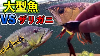 『捕食』半年ぶりに生き餌ことザリガニを大型魚達に与えてみた結果！