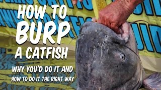 How To Burp a Catfish [Plus The Right Way To Do It]