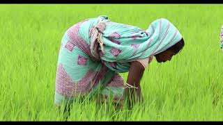 Role of Agriculture in Odisha's growth.@krushibibhag