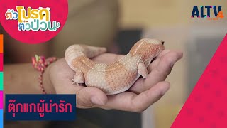 ตุ๊กแกผู้น่ารัก | ตัวโปรด ตัวป่วน (30 ธ.ค. 65)