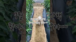 제철 옥수수 고추밭에서 #shorts