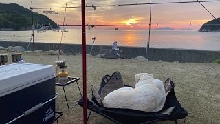 [Spectacular Setouchi Inland Sea] An old man goes solo camping with his dog on the beach,