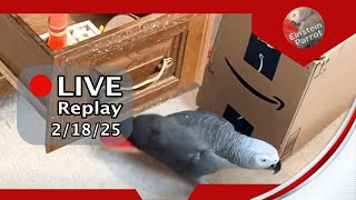 Einstein Parrot Live 2/18/24