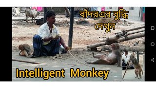 Intelligent Monkey/Bandar khela/বাঁদর খেলা