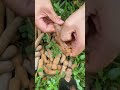 buah asam Jawa #shortvideo #buahbuahan #petani #pertanian #short #shorts