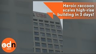 Heroic raccoon scales high-rise building in 3 days!