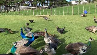 Afropavo of the Phasianidae family