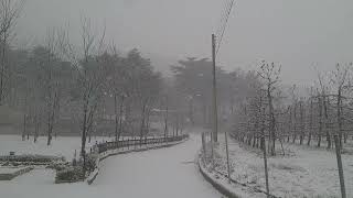 20241221 흰 눈 (White Snow) : 가로모드 촬영 (Landscape mode shooting) [HD_1080p]