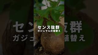 【センス抜群】観葉植物が超簡単にインテリアになる植替え方法 #植物のある暮らし #植物大好き #観葉植物 #plants