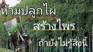 การขยายพันธุ์ไผ่สร้างไพร