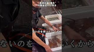 豊洲市場流イセエビ・伊勢海老の目利き方法とは?!#short #魚の目利き#豊洲市場