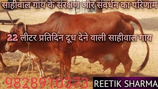 #Sahiwalcow #22kgmilk #sahiwalvillagefarming 22 लीटर प्रतिदिन दूध देने वाली साहीवाल नस्ल की गाय