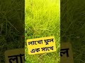 লাখো ফুল একসাথে viral reels tiktok beautiful shorts