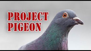 Skinner's Project Pigeon