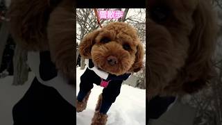 雪散歩❄️【トイプードル】 #toypoodle #トイプードル #dog #犬 #雪散歩#冬散歩#shorts#short